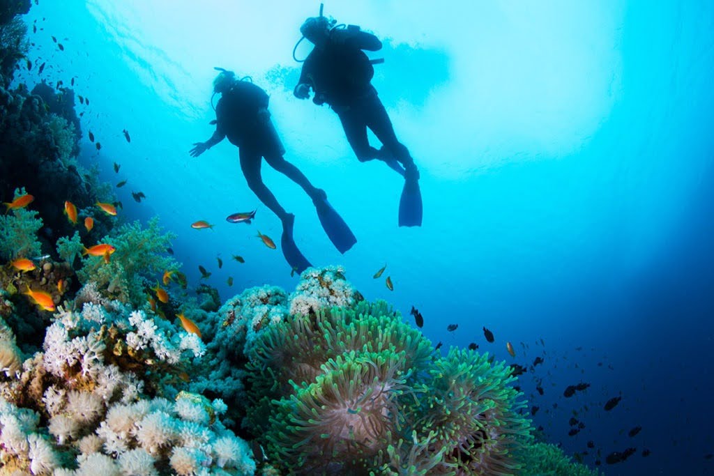 Fiji Diving