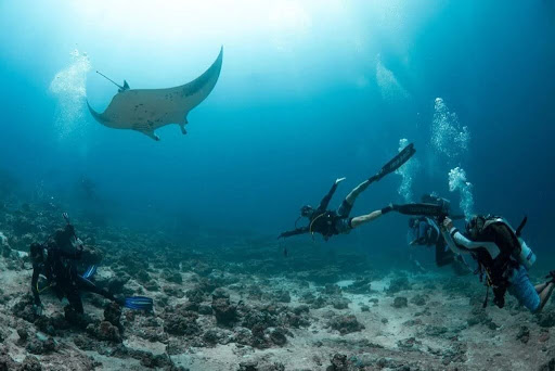 Scuba Diving Maldives