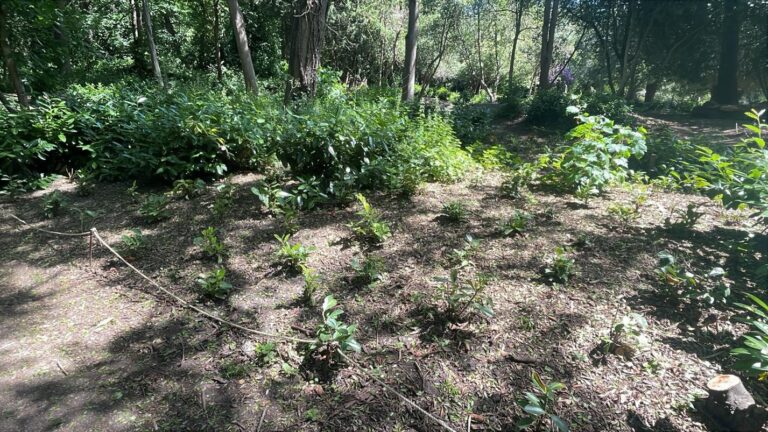 Why Chiswick Gardens Struggle with Shade Why Chiswick Gardens Struggle with Shade